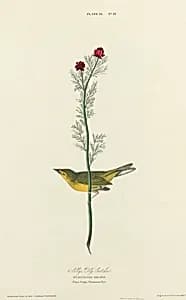 Selby's Flycatcher