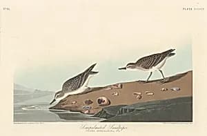 Semi-palmated Sandpiper by Robert Havell after John James Audubon