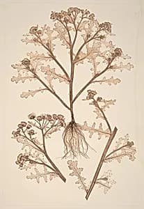 Senecio viscosus