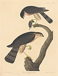 Sharp-shinned Hawk by Robert Havell after John James Audubon