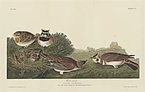 Shore Lark by Robert Havell after John James Audubon