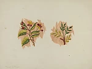 Silk Petticoat (Fragment) by Manuel G. Runyan
