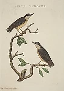 Sitta europea by American 19th Century