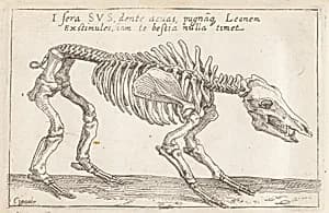 Skeleton of a Boar by Teodoro Filippo di Liagno, called Napoletano