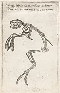 Skeleton of a Frog by Teodoro Filippo di Liagno, called Napoletano