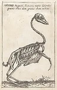Skeleton of a Goose by Teodoro Filippo di Liagno, called Napoletano