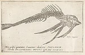 Skeleton of a Gurnard by Teodoro Filippo di Liagno, called Napoletano