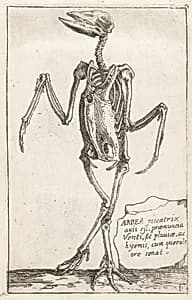 Skeleton of a Heron by Teodoro Filippo di Liagno, called Napoletano