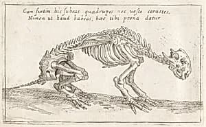 Skeleton of a Quadruped by Teodoro Filippo di Liagno, called Napoletano