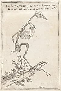Skeleton of a Starling by Teodoro Filippo di Liagno, called Napoletano