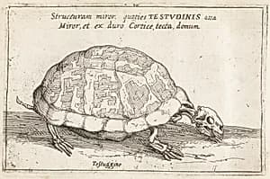 Skeleton of a Tortoise by Teodoro Filippo di Liagno, called Napoletano