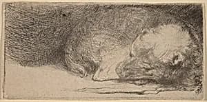 Sleeping Puppy by Rembrandt van Rijn