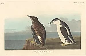 Slender-billed Guillemot by Robert Havell after John James Audubon