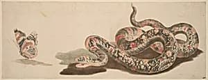 Snake and Butterfly