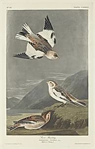 Snow Bunting by Robert Havell after John James Audubon