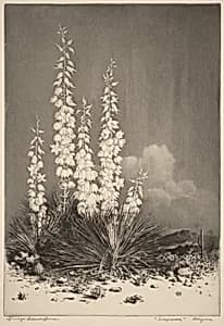 Soapweed, Arizona (no. 2) by George Elbert Burr