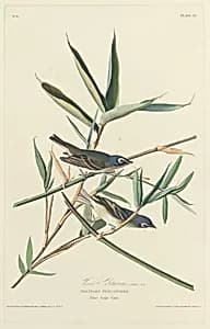 Solitary Flycatcher by Robert Havell after John James Audubon