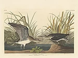 Solitary Sandpiper by Robert Havell after John James Audubon