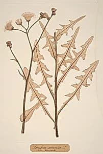 Sonchus arvensis by Constetin von Ettinghausen and Alois Pokorny