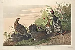 Spotted Grous by Robert Havell after John James Audubon
