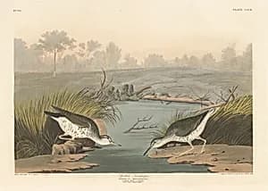 Spotted Sandpiper by Robert Havell after John James Audubon