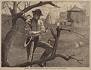 Spring Farm Work - Grafting by after Winslow Homer
