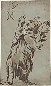 Studies of a Bear by Leonard Bramer