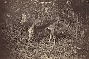 Study of a Dog by Auguste Giraudon's Artist