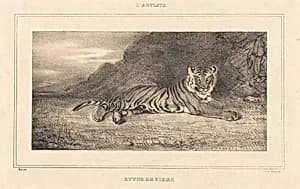Study of a Tiger by Antoine-Louis Barye