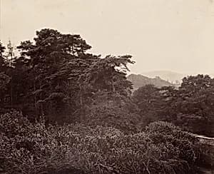 Study of Foliage by Major Francis Gresley