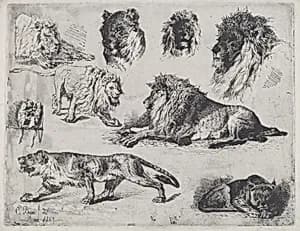 Study of Lions by Cesare Biseo