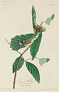 Swainson's Warbler by Robert Havell after John James Audubon