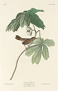 Swamp Sparrow by Robert Havell after John James Audubon