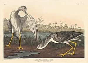 Tell-tale Godwit by Robert Havell after John James Audubon