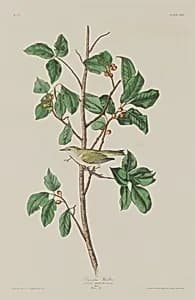 Tennessee Warbler by Robert Havell after John James Audubon