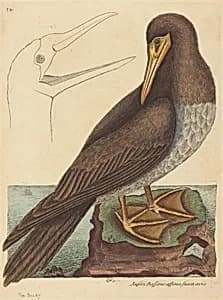 The Booby (Pelecanus Sula) by Mark Catesby