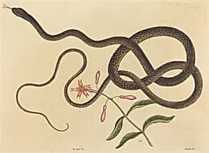 The Coach-whip Snake (Coluber flagellum) by Mark Catesby