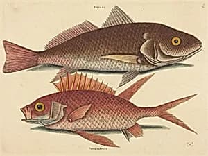 The Croker (Perca undulata) by Mark Catesby