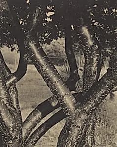 The Dancing Trees by Alfred Stieglitz