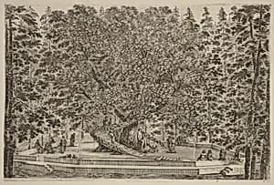 The Inhabited Tree by Stefano Della Bella