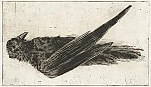 The Large Hanging Raven by Henri-Charles Guérard