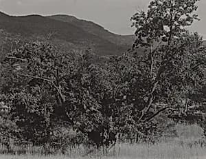 The Maple Tree by Alfred Stieglitz