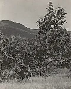 The Maple Tree by Alfred Stieglitz