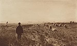 The Marshes in June by Peter Henry Emerson