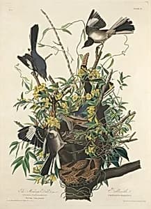 The Mocking Bird by Robert Havell after John James Audubon