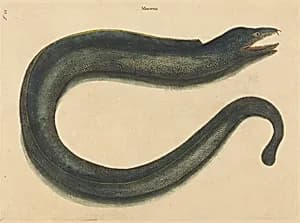The Muray (Muraena helena) by Mark Catesby