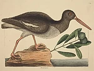 The Oyster-catcher (Hoematopus ostralegus) by Mark Catesby