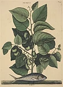 The Pilchard (Argentina carolina) by Mark Catesby