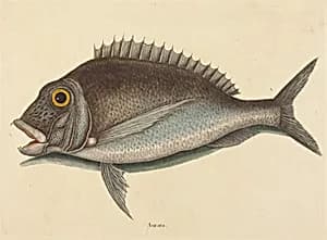 The Porgy (Sparus chrysops) by Mark Catesby