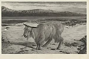 The Scapegoat by Charles Mottram after William Holman Hunt